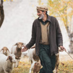 Person walking with pasture cattle in Hunza Valley, Pakistan in October 2019