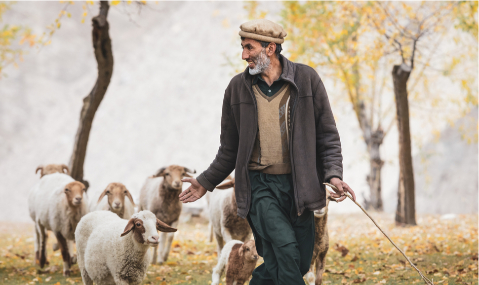 Person walking with pasture cattle in Hunza Valley, Pakistan in October 2019